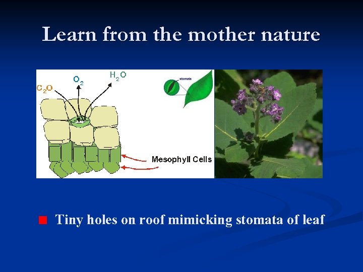 Learn from the mother nature Tiny holes on roof mimicking stomata of leaf 