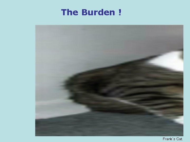 The Burden ! Frank´s Cat. 