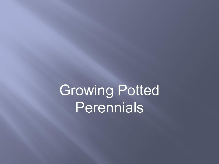Growing Potted Perennials 