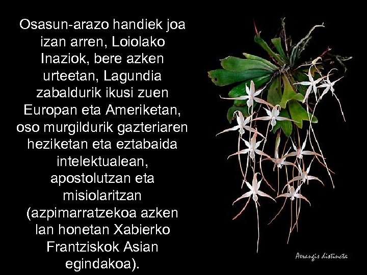 Osasun-arazo handiek joa izan arren, Loiolako Inaziok, bere azken urteetan, Lagundia zabaldurik ikusi zuen