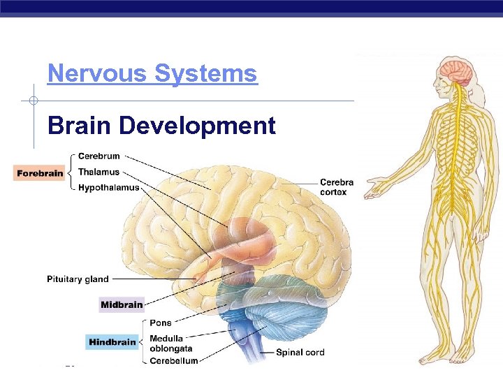 Nervous Systems Brain Development AP Biology 2007 -2008 