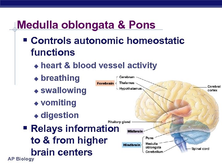 Medulla oblongata & Pons § Controls autonomic homeostatic functions heart & blood vessel activity