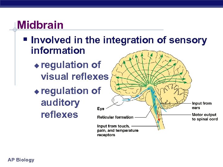Midbrain § Involved in the integration of sensory information u regulation of visual reflexes