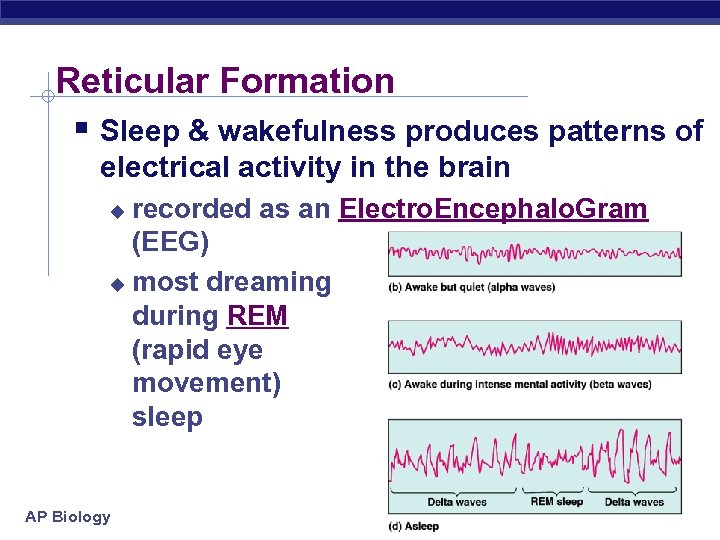 Reticular Formation § Sleep & wakefulness produces patterns of electrical activity in the brain