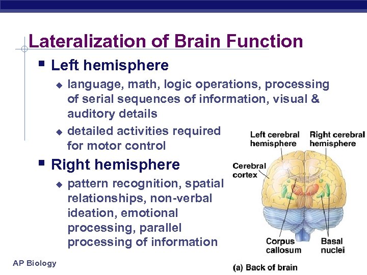 Lateralization of Brain Function § Left hemisphere u u language, math, logic operations, processing