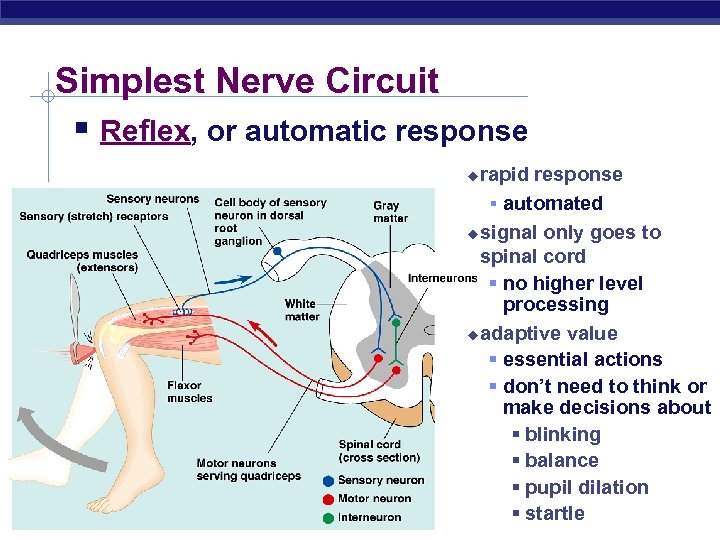 Simplest Nerve Circuit § Reflex, or automatic response rapid response § automated u signal