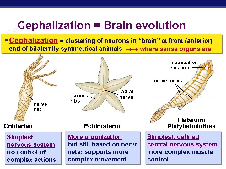 Cephalization = Brain evolution § Cephalization = clustering of neurons in “brain” at front
