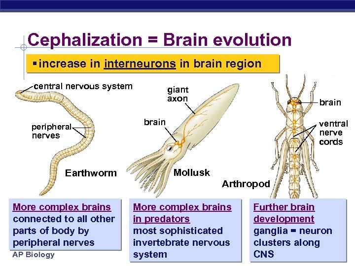 Cephalization = Brain evolution § increase in interneurons in brain region central nervous system