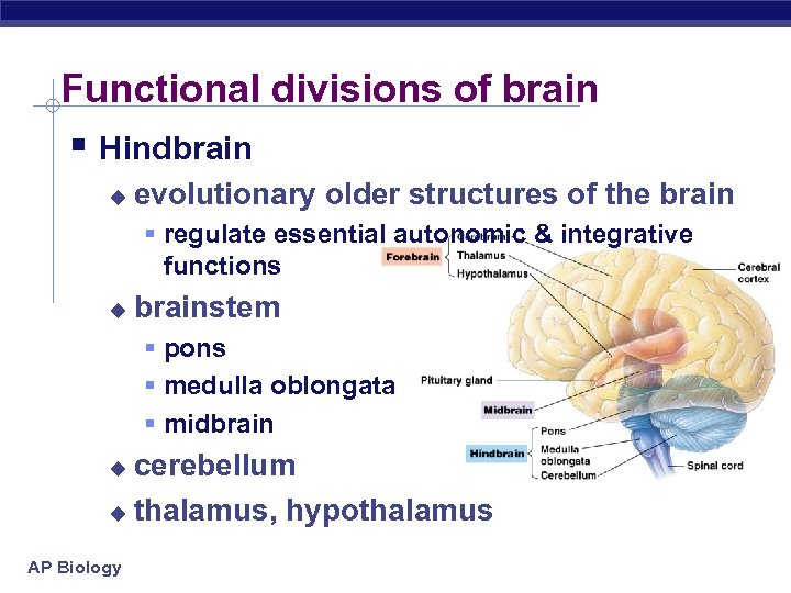 Functional divisions of brain § Hindbrain u evolutionary older structures of the brain §