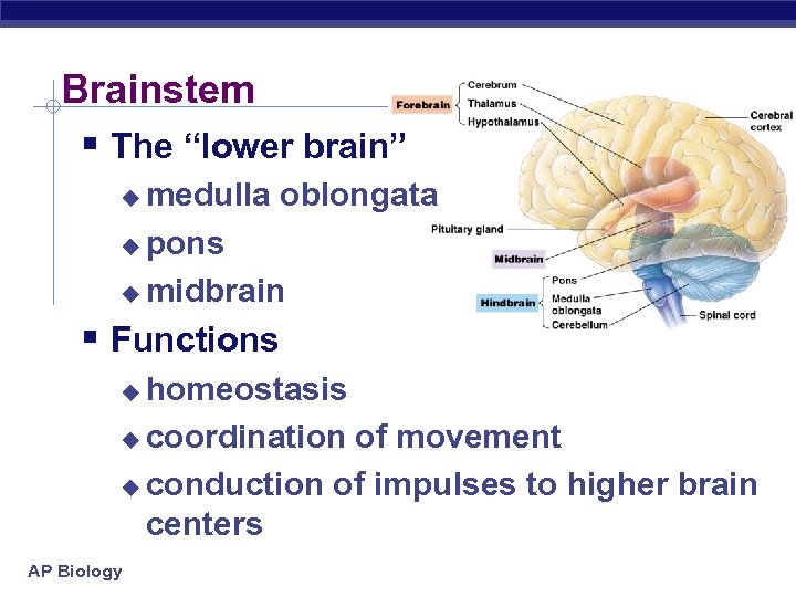Brainstem § The “lower brain” medulla oblongata u pons u midbrain u § Functions
