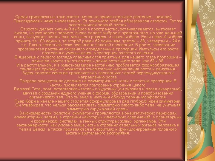 Среди придорожных трав растет ничем не примечательное растение – цикорий. Приглядимся к нему внимательно.