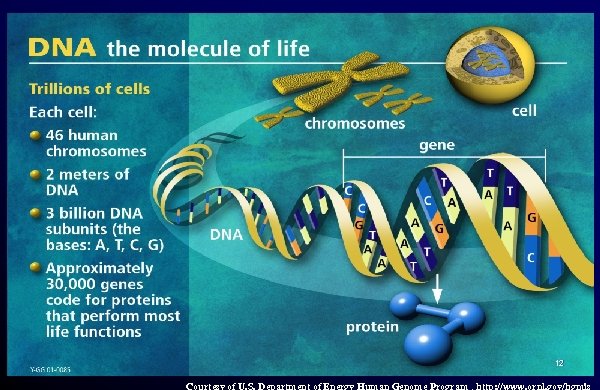 12 Courtesy of U. S. Department of Energy Human Genome Program , http: //www.