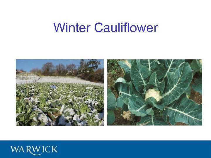 Winter Cauliflower 