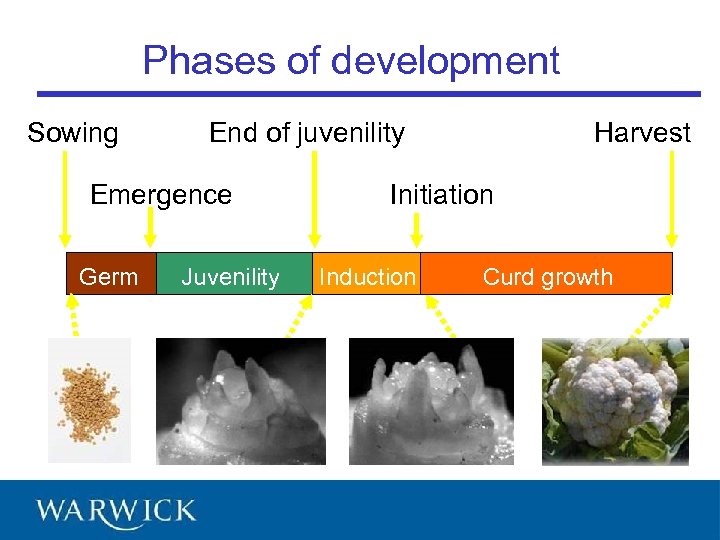 Phases of development Sowing Emergence Germ Harvest End of juvenility Juvenility Initiation Induction Curd