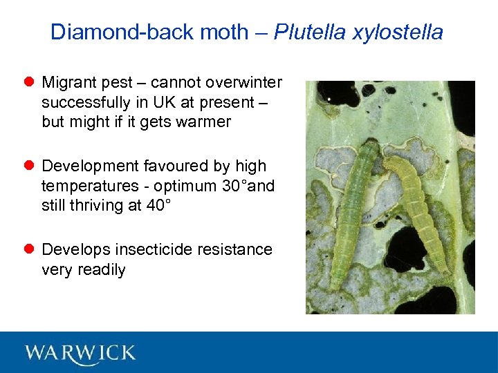 Diamond-back moth – Plutella xylostella l Migrant pest – cannot overwinter successfully in UK