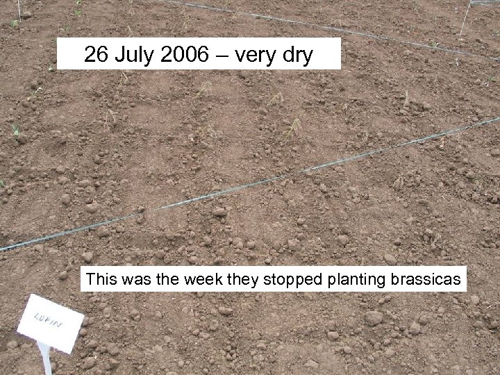 26 July 2006 – very dry This was the week they stopped planting brassicas