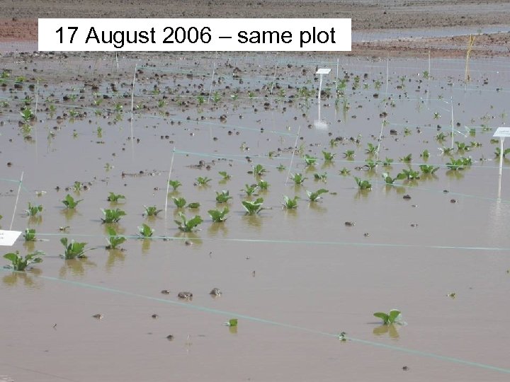 17 August 2006 – same plot 