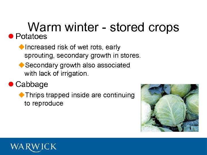 Warm winter - stored crops l Potatoes u. Increased risk of wet rots, early