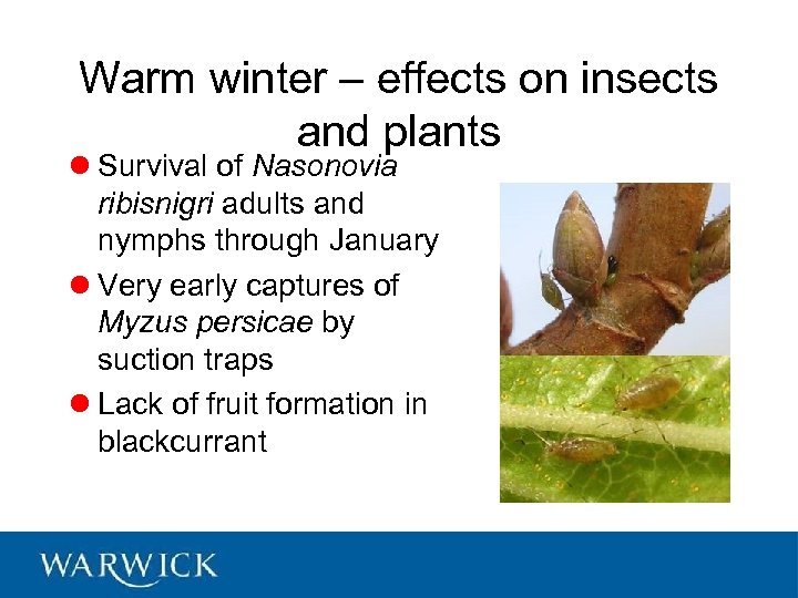 Warm winter – effects on insects and plants l Survival of Nasonovia ribisnigri adults