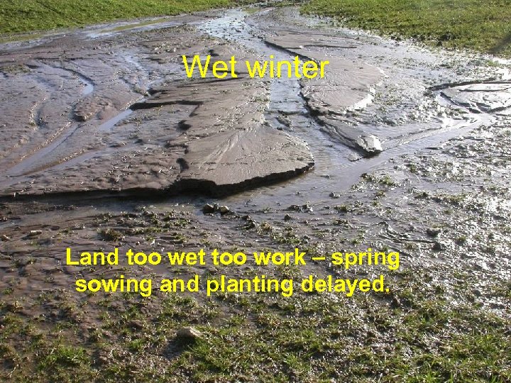 Wet winter Land too wet too work – spring sowing and planting delayed. 