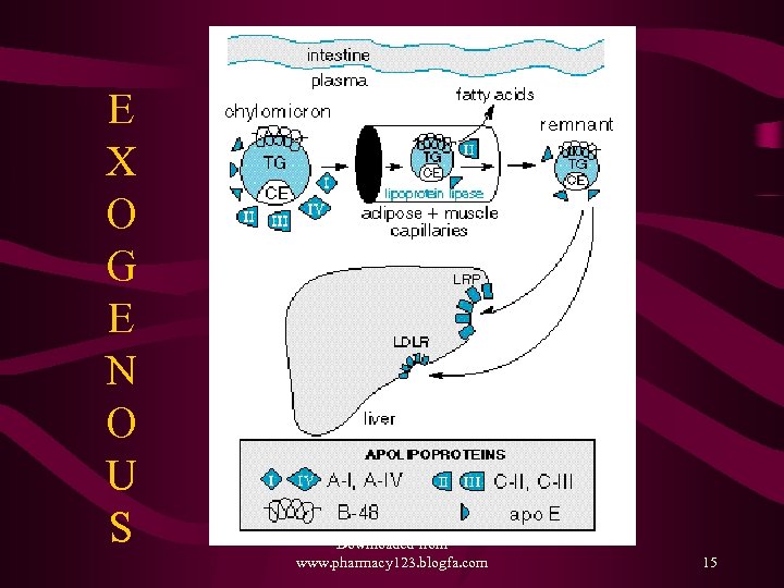 E X O G E N O U S Downloaded from www. pharmacy 123.