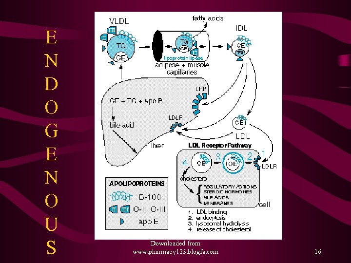 E N D O G E N O U S Downloaded from www. pharmacy