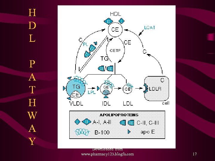 H D L P A T H W A Y Downloaded from www. pharmacy