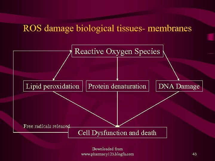 ROS damage biological tissues- membranes Reactive Oxygen Species Lipid peroxidation Free radicals released Protein