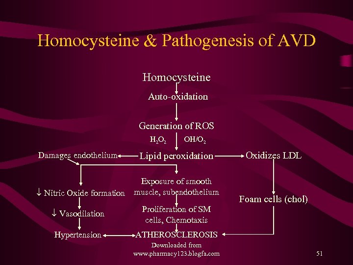 Homocysteine & Pathogenesis of AVD Homocysteine Auto-oxidation Generation of ROS H 2 O 2