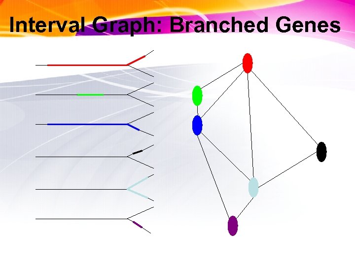 Interval Graph: Branched Genes 