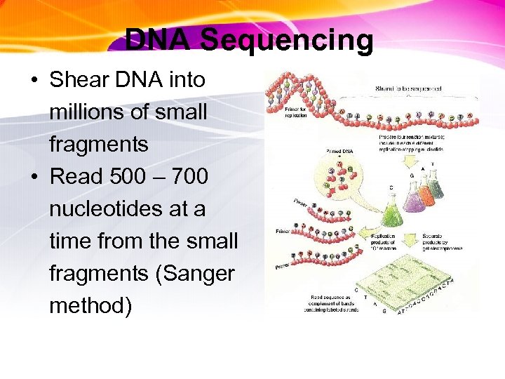 DNA Sequencing • Shear DNA into millions of small fragments • Read 500 –