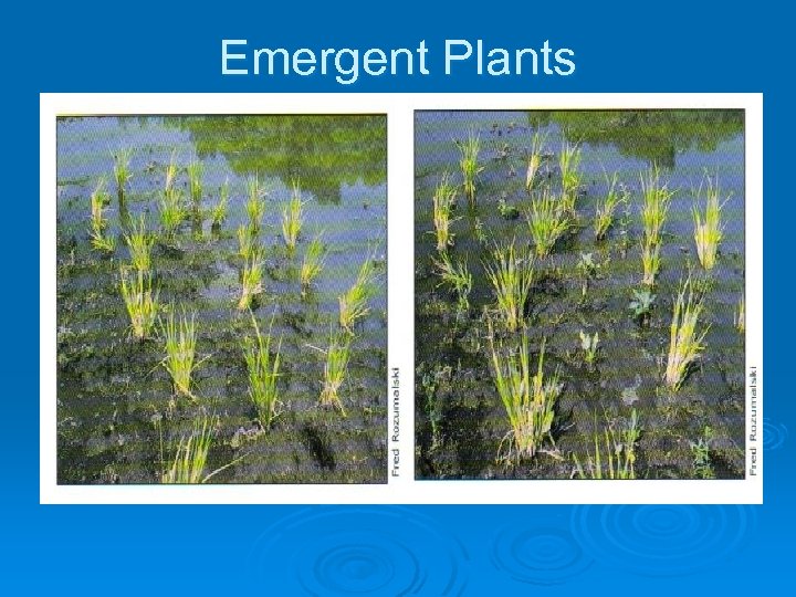 Emergent Plants 