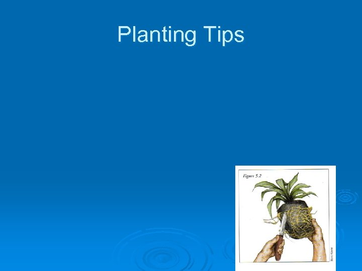 Planting Tips 