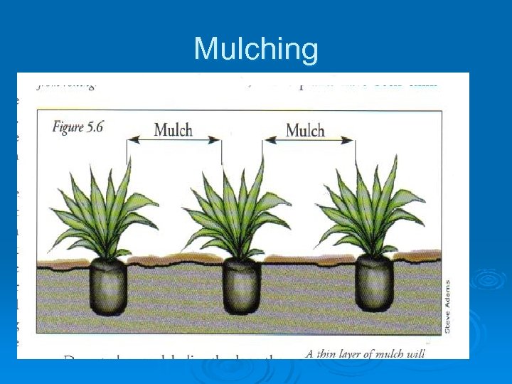 Mulching 
