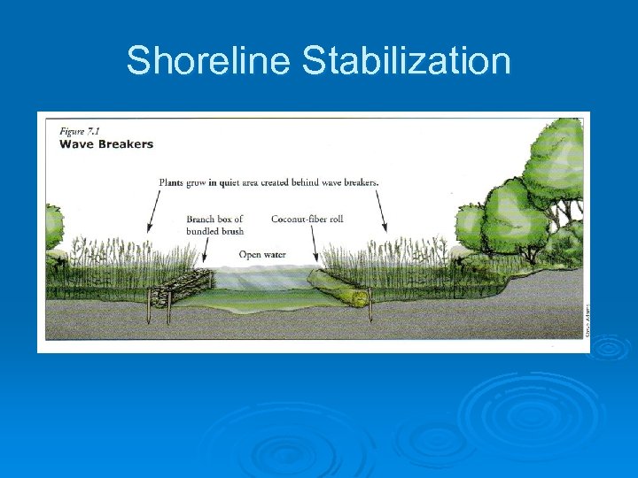 Shoreline Stabilization 