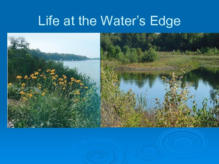 Life at the Water’s Edge 