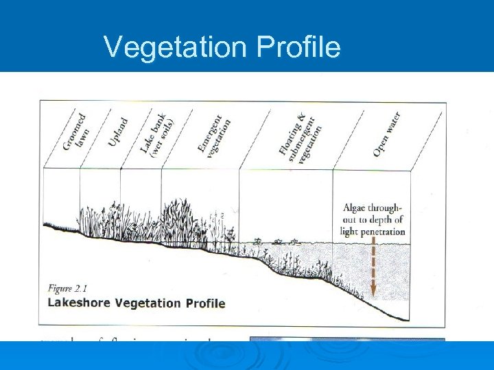 Vegetation Profile 