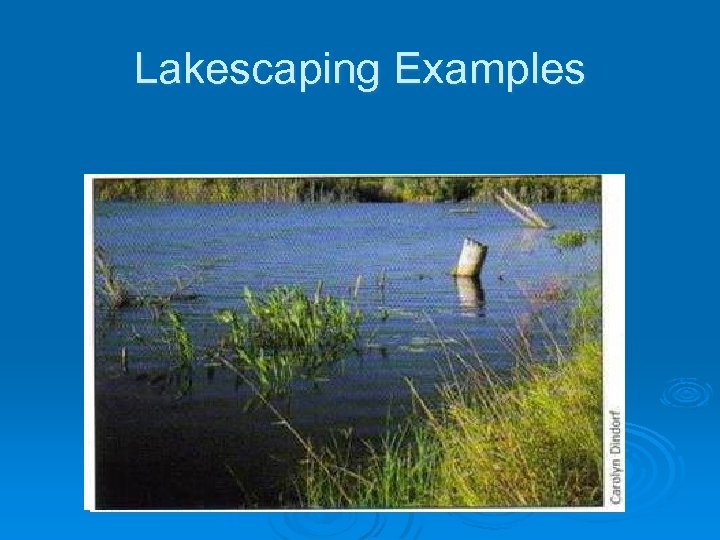 Lakescaping Examples 