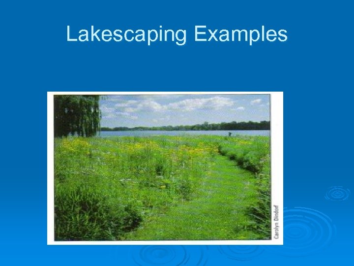 Lakescaping Examples 