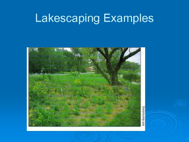 Lakescaping Examples 