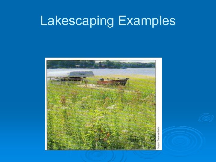 Lakescaping Examples 
