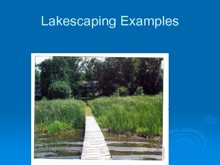 Lakescaping Examples 