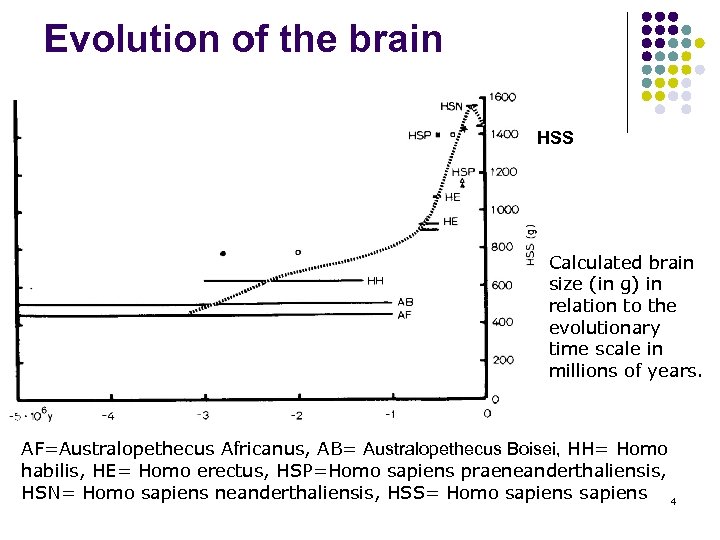 Evolution of the brain HSS Calculated brain size (in g) in relation to the