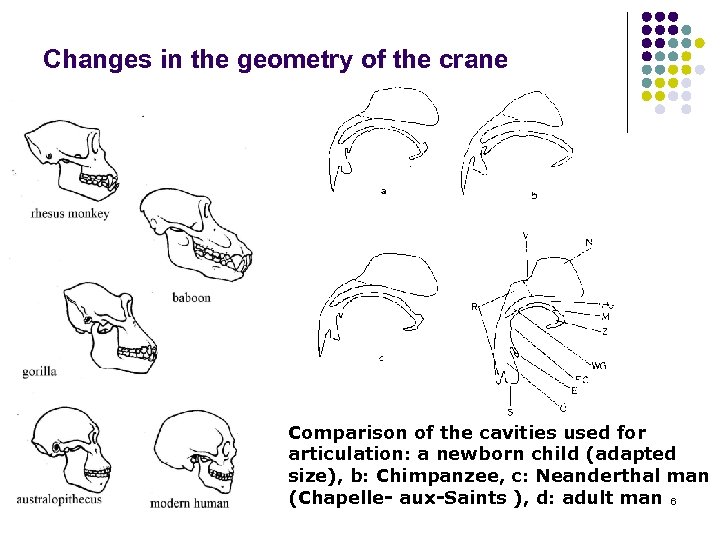 Changes in the geometry of the crane Comparison of the cavities used for articulation: