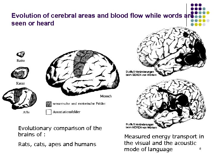 Evolution of cerebral areas and blood flow while words are seen or heard Evolutionary