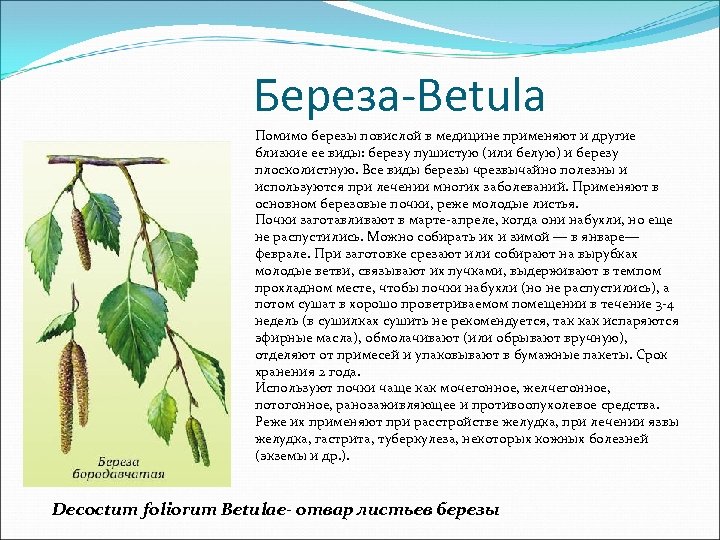 Сделайте описание березы повислой по следующему плану