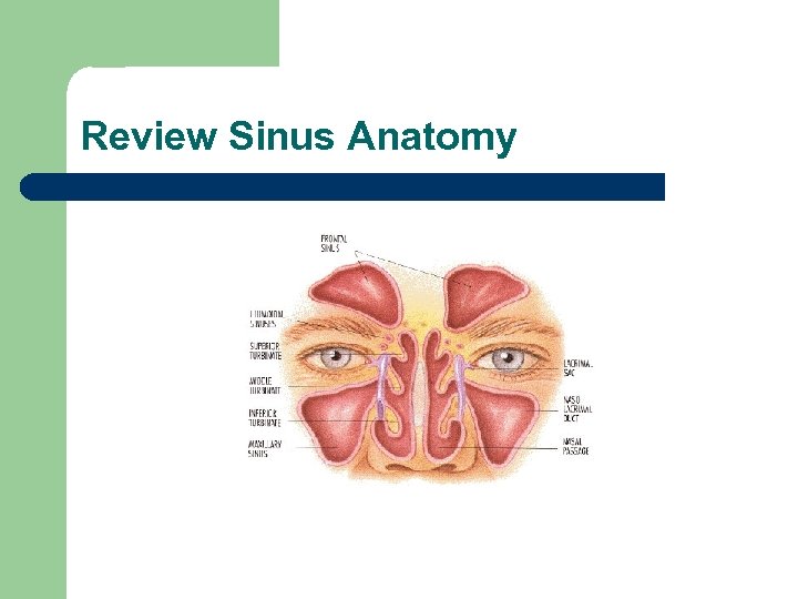 Review Sinus Anatomy 