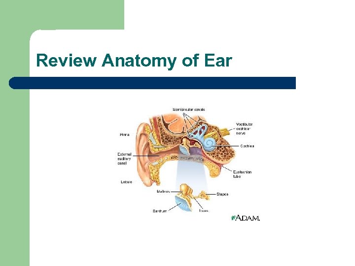 Review Anatomy of Ear 