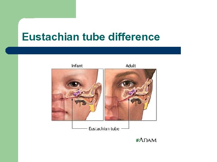 Eustachian tube difference 