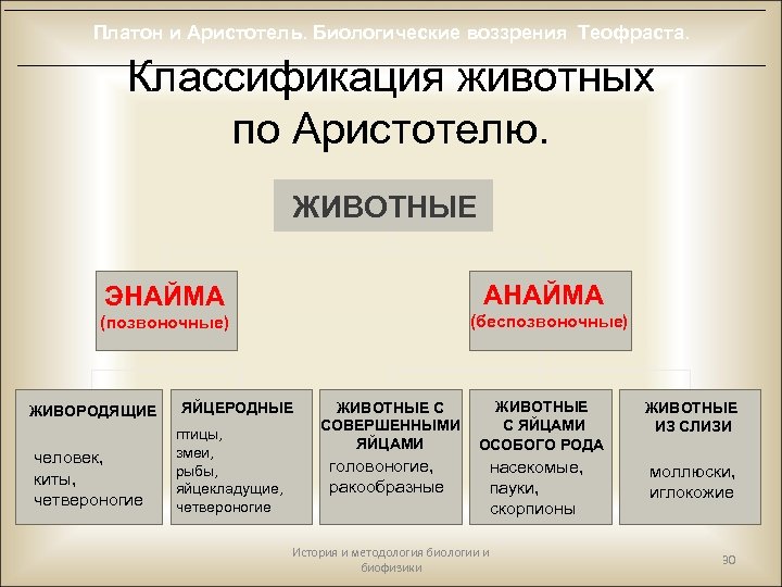 Платон и Аристотель. Биологические воззрения Теофраста. Классификация животных по Аристотелю. ЖИВОТНЫЕ АНАЙМА ЭНАЙМА (беспозвоночные)